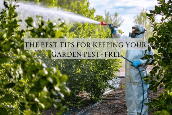 The Best Tips for Keeping Your Garden Pest-Free The Best Tips for Keeping Your Garden Pest-Free image