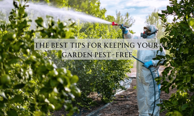 The Best Tips for Keeping Your Garden Pest-Free image