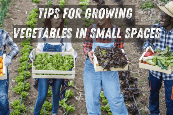 Tips for Growing Vegetables in Small Spaces Tips for Growing Vegetables in Small Spaces image