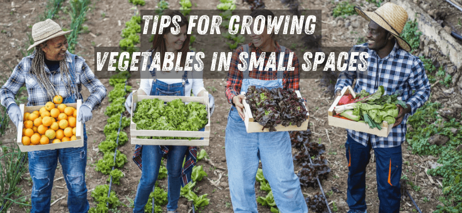 Tips for Growing Vegetables in Small Spaces image