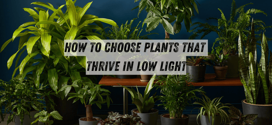 How to Choose Plants That Thrive in Low Light image