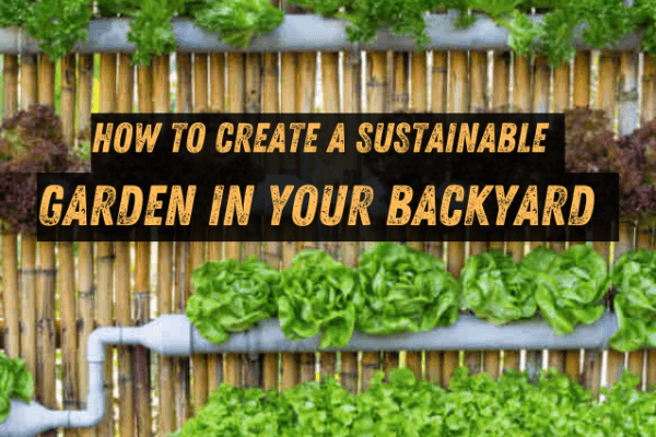 How to Create a Sustainable Garden in Your Backyard How to Create a Sustainable Garden in Your Backyard image